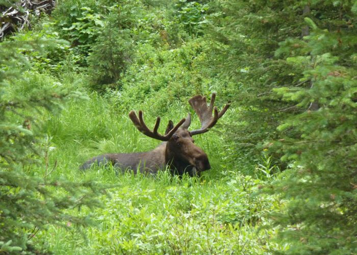 Im Grand Teton Nationalpark können wir Elche und Bären beobachten