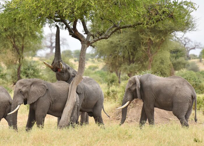 Der Tarangire Nationalpark ist bekannt für seine hohe Elefantenpopulation