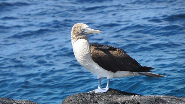 Während unserer Ausflüge auf den unterschiedlichen Galapagos-Inseln erspähen wir immer wieder die schönen Blaufußtölpel.