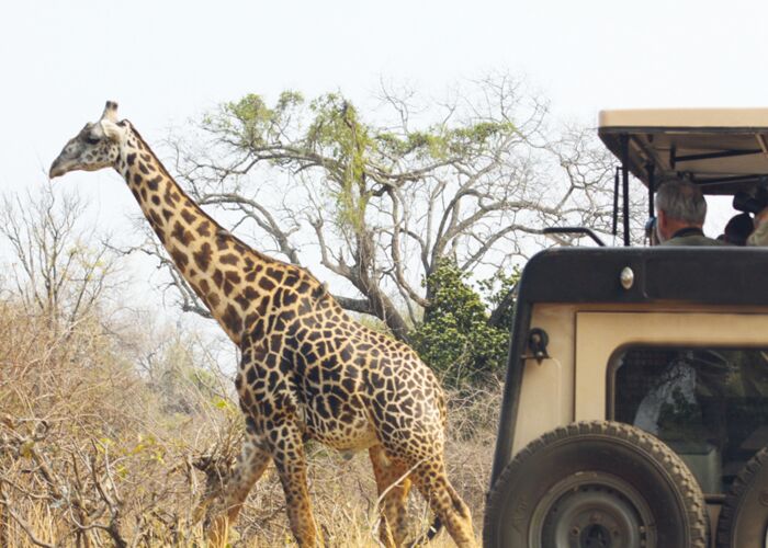 Auf Tiersafari durch den Etosha Nationalpark im südlichen Afrika