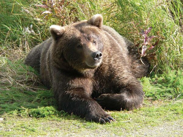 Bei der Alaska-Rundreise begegnet man im Denali Nationalpark mit Glück Grizzlybären