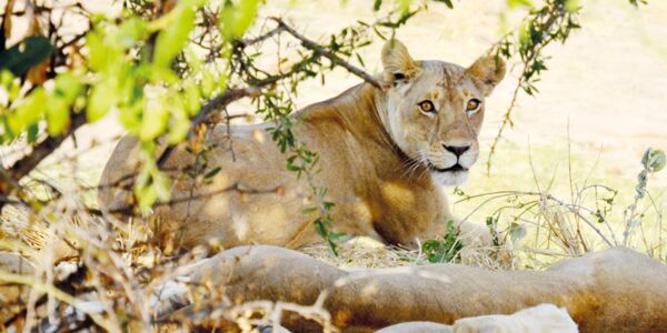 Auf Löwensafari mit Guide im Ruaha Nationalpark