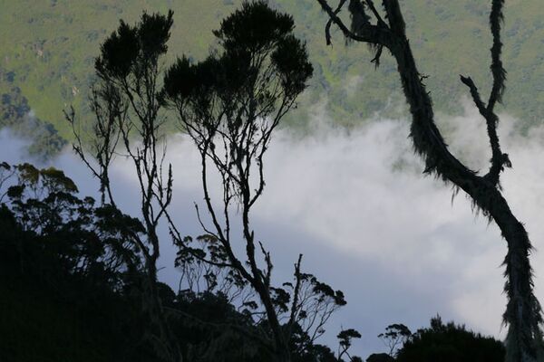 Bei der Wanderreise durch Uganda erleben wir mystische Landschaften in den Ruwenzoris