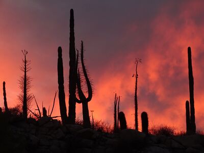 Silhouetten von haushohe Cardon Kakteen vor farbkräftigem Sonnenuntergang