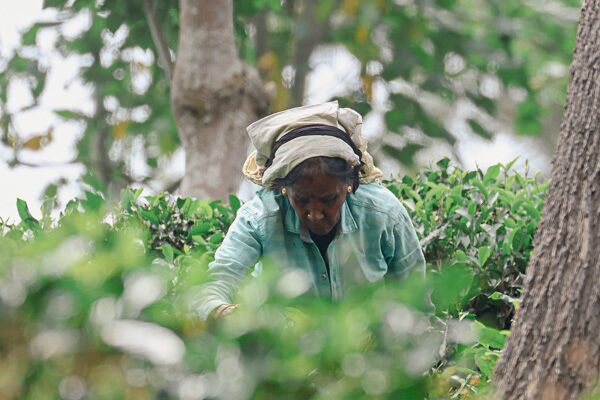 Besuch einer Teeplantage im Hochland von Sri Lanka.