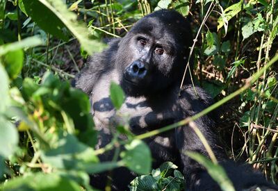 Die Kleingruppenreise führt mit einer Wandertour zu den Berggorillas im Bwindi Forest