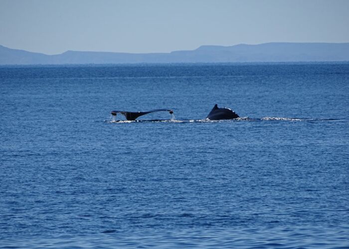 Walbeobachtung im Golf von Kalifornien