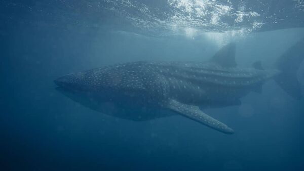 Während einer Bootstour beobachten wir Walhaie am Ningaloo Reef in Australien.