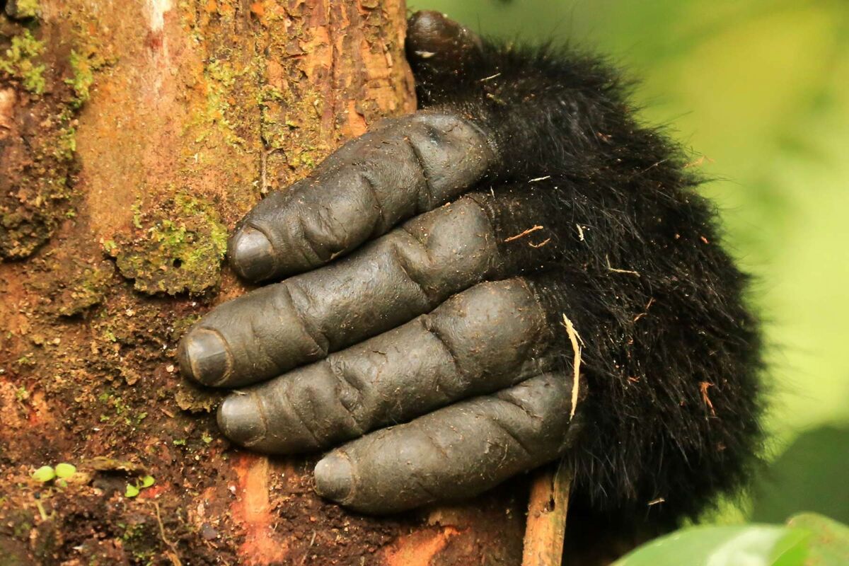 Wigwam Fotowettbewerb - Gorillahand von G. Hauck