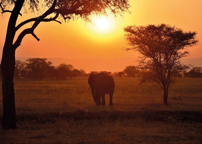 Im Ruaha Nationalpark besteht die Möglichkeit eine Abendpirsch zu unternehmen