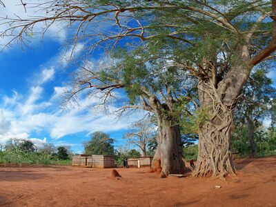 Auf der Reise durch Mosambik sehen wir viele Baobab-Bäume