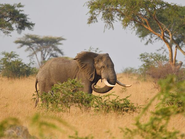 Elefanten beobachten bei einer geführten Safari im Queen Elizabeth Nationalpark