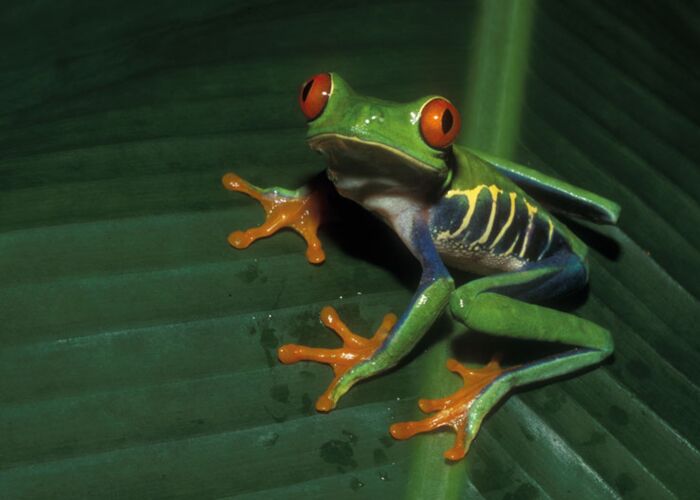 Die Vegetation im Regenwald ist ein Paradies für zahlreiche Froscharten