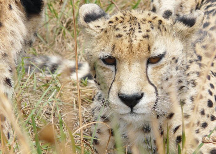 Beste Möglichkeiten für Tiersafaris und Beobachtung gibt es im Murchison Falls Nationalpark