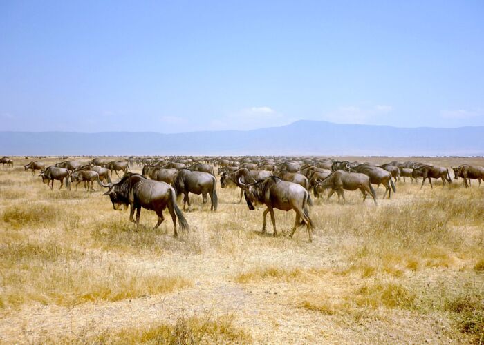Serengeti – Wanderung der Gnuherden