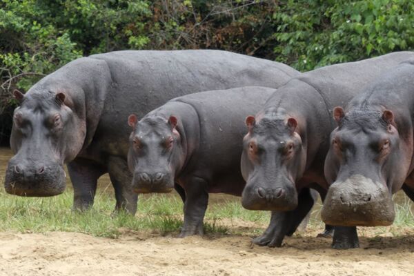 Bei der Pirsch durch den Murchison Falls Nationalpark begegnen wir großen Nilpferdherden