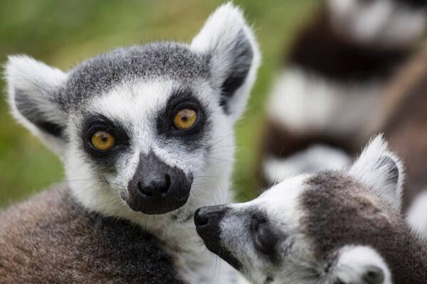 Bei Tierbeobachtungen auf Madagaskar treffen wir auf verschiedene Lemurenarten