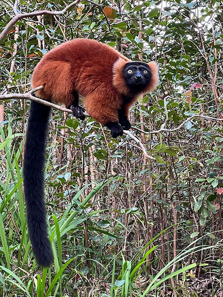 In den Nationalparks auf Madagaskar hat man die Möglichkeit, Lemuren zu beobachten.