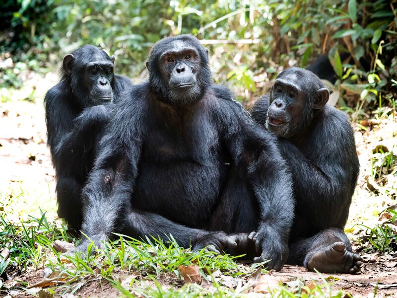 Eine Schimpansenbeobachtung gehört zu den Highlights einer Uganda Reise