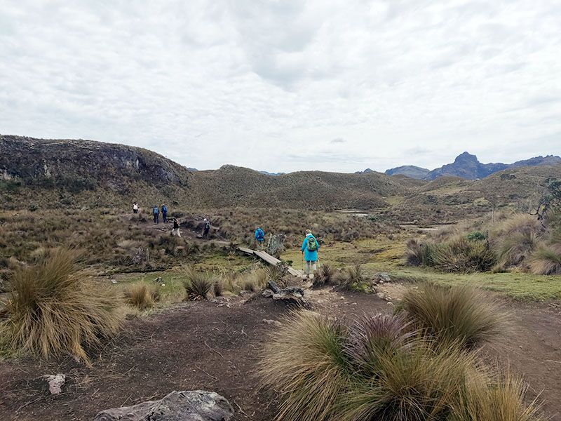 Die Wanderwege im Cajas Nationalpark sind an matschigen Stellen mit Holzstegen präpariert.