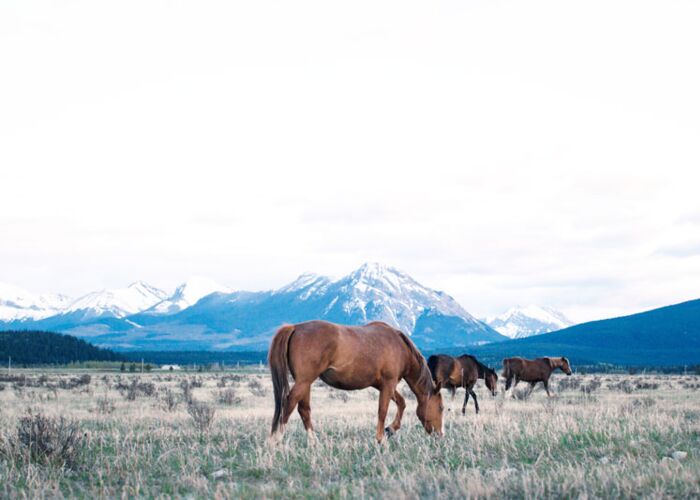Besuch auf einer Pferderanch in Kanada auf unserer Naturreise