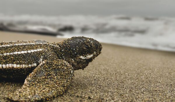 Bei einer nächtlich geführten Tour beobachten wir das Schlüpfen der Schildkröten