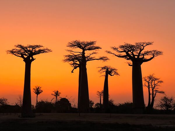 Wunderschöner Anblick der Baobab Allee bei Sonnenuntergang in Madagaskar.