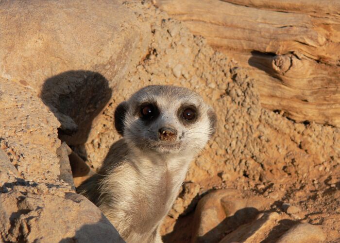 In der Kalahari hat man gute Chancen, den kleinen Erdmännchen zu zu schauen