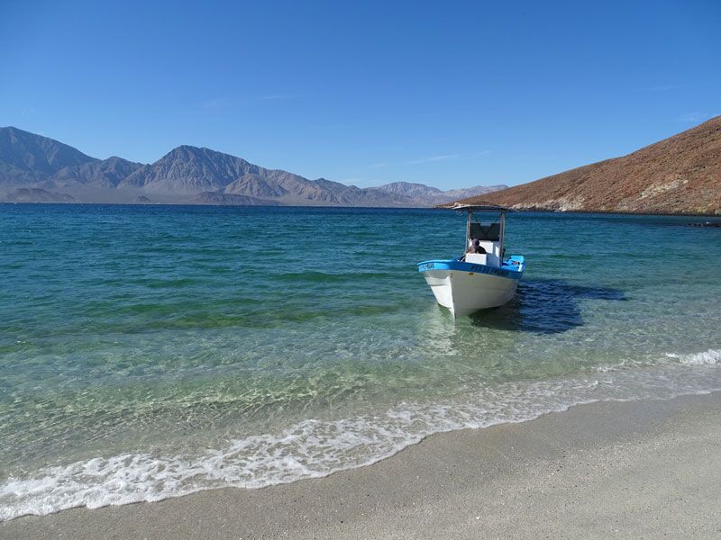 Ausflug auf die Isla Espiritu Santo zum schnorcheln mit Seelöwen und Walhaien je nach Saison