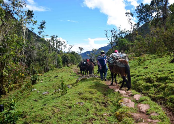 Der Gepäcktransport beim Peru Trekking von Machu Picchu nach Choquequirao übernehmen Mulis