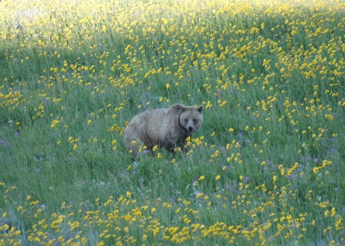 Grizzlys beobachten in Kanada gehört zu den besten Erlebnissen