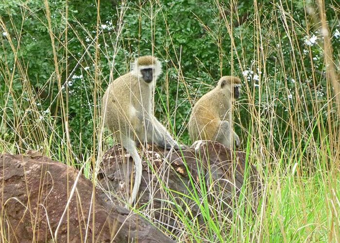 Zu den zahlreichen Primatenarten in Tanzania gehören auch die Grünen Meerkatzen