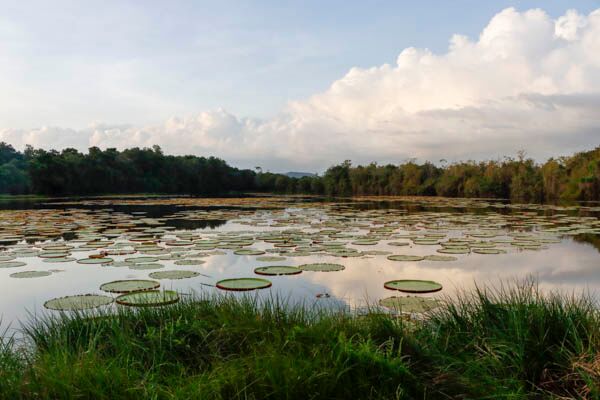 Für Abenteurer und Tierfreunde ist Guyana ein wunderschönes Reiseland