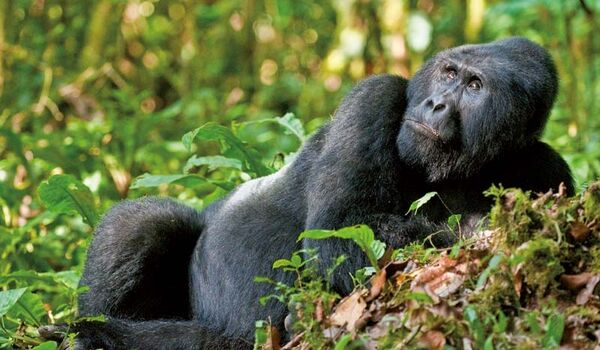Bei der Gorilla-Beobachtung werden wir vom Silberrücken begutachtet