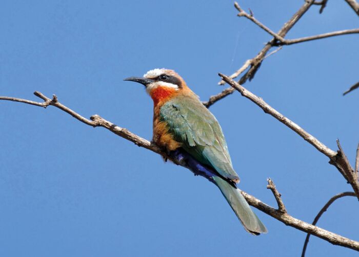 Vogelbeobachtung in der afrikanischen Savanne von Tanzania