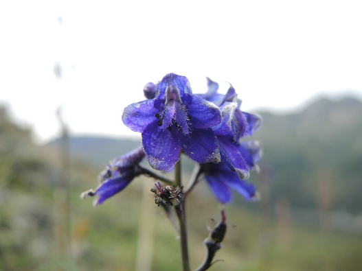 Im Kluane Nationalpark gibt es zahlreiche Orchideenarten