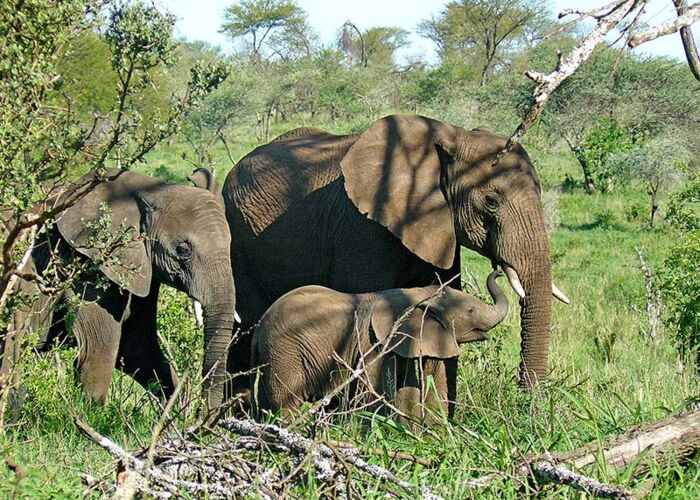 Zu einer Safari in Tanzania gehören Elefanten dazu