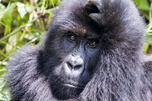 Die beste Reisezeit für ein Gorilla Trekking in Uganda ist von Juni bis September