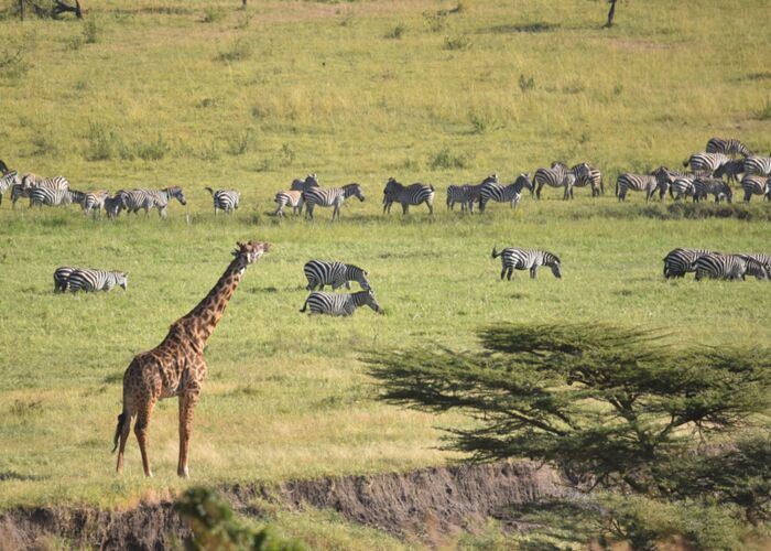 Bei der großen Tierwanderung in der Serengeti wandern zahlreiche Tierherden