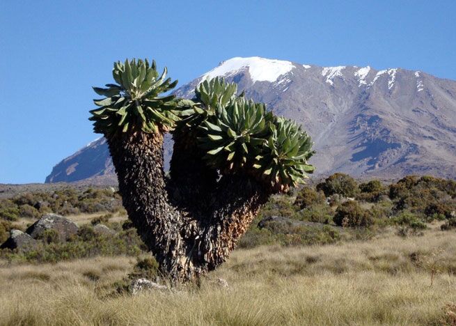 Kilimanjaro – Besteigung des höchsten Bergs in Tanzania