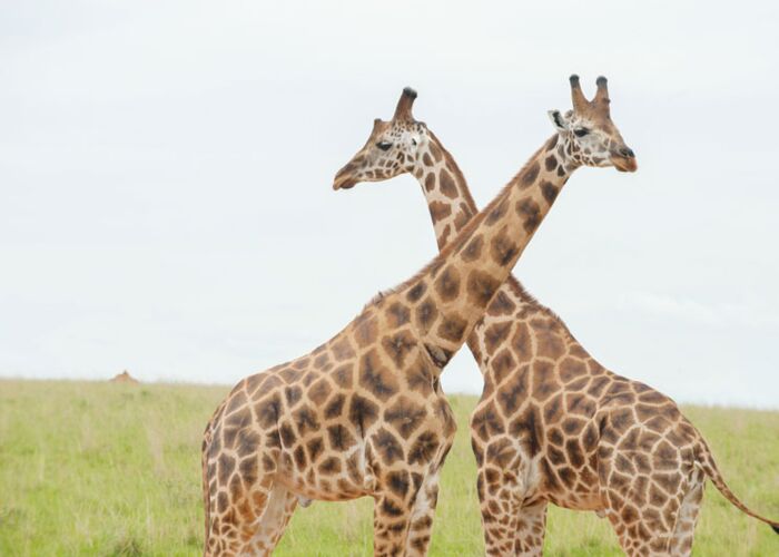 Beste Safarimöglichkeiten bieten sich im Murchison Falls Nationalpark