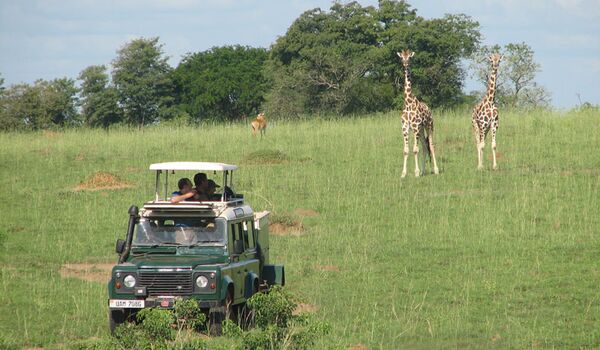 Giraffen kreuzen den Weg im Queen Elizabeth Nationalpark