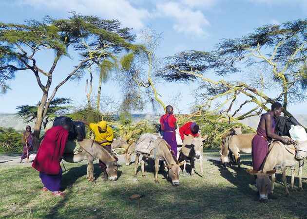 Auf dem geführten Trekking durch Tanzania werden wir von Tragtieren unterstützt