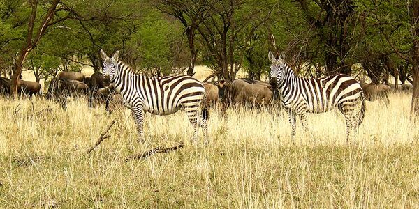 Geführte Wigwam-Safari zur großen Gnu- und Zebrawanderung