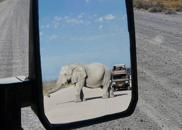 Die beste Reisezeit um Elefanten in der Kalahari zu begegnen ist von April bis Oktober