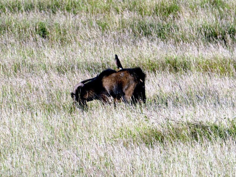 Wir sehen viele grasende Wildziegen während unserer Zeltreise auf Big Island auf Hawaii.