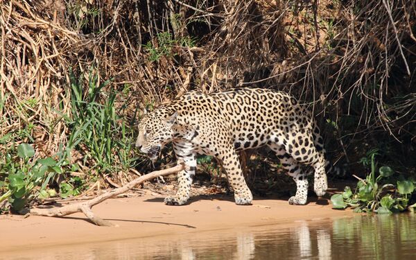 Der Jaguar lässt sich nur selten blicken auf einer Pantanal-Exkursion, während der Trockenzeit ist die Chance hierfür etwas höher