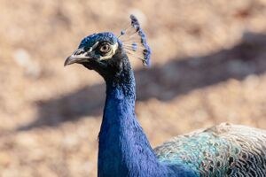 In der Tierauffangstation wird sich um allerlei verletze oder ausgesetzte Tiere gekümmert - auch das ist Teil des Artenschutzes