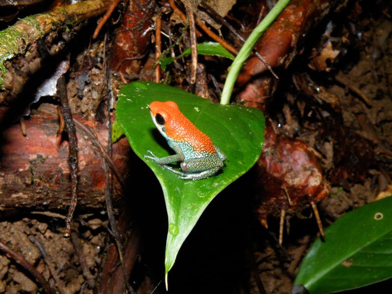 Die giftigen Pfeilgiftfrösche sind in Costa Rica heimisch