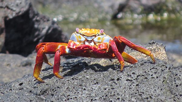 Die farblich faszinierenden Roten Klippenkrabben sind unter anderem auf den Galapagos Inseln beheimatet.